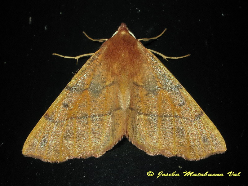 Colotois pennaria - Geometridae